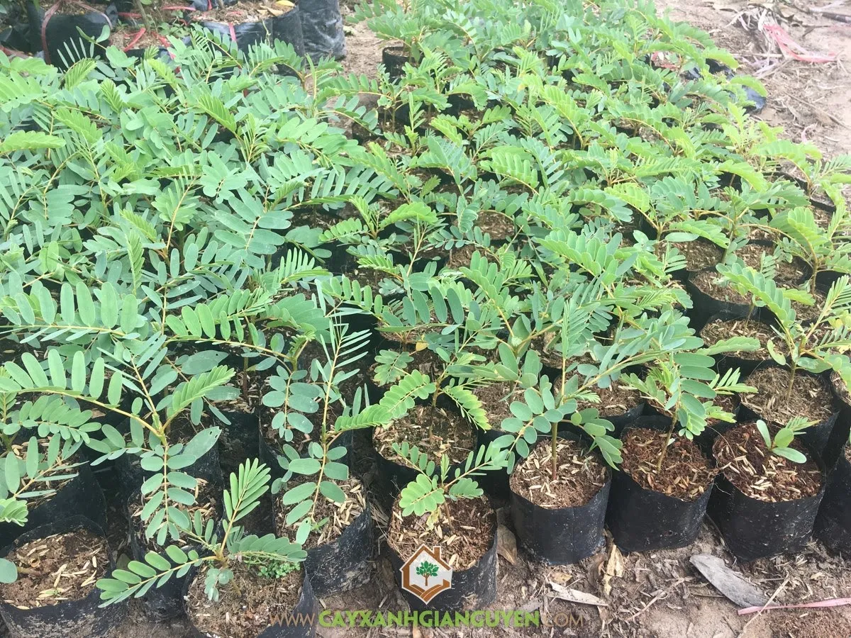 Cây So Đũa con được trồng trong đất