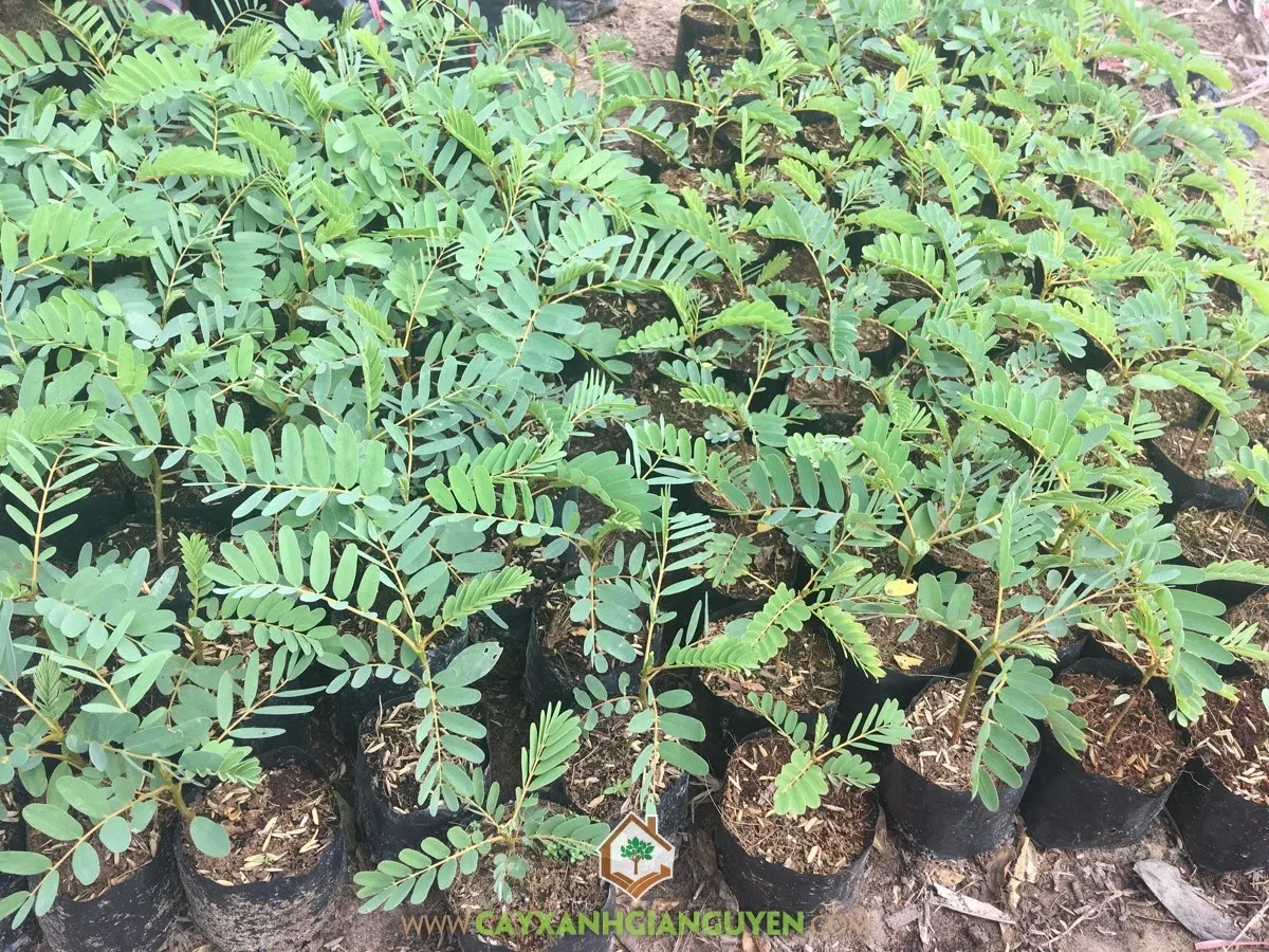 Cây So Đũa đang ra hoa màu trắng