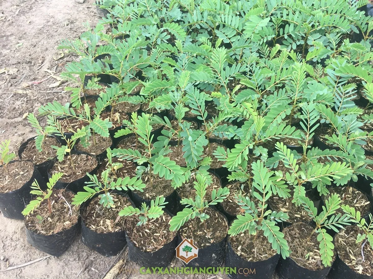 Cây So Đũa đã ra hoa rực rỡ