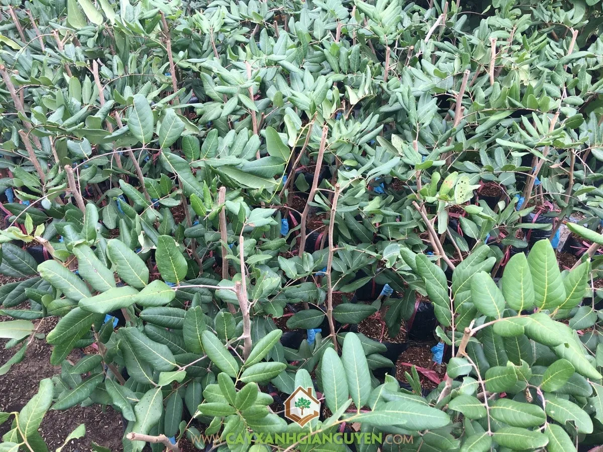 Cây nhãn xuồng cơm vàng đang phát triển cành lá xanh tốt, chuẩn bị cho vụ mùa.