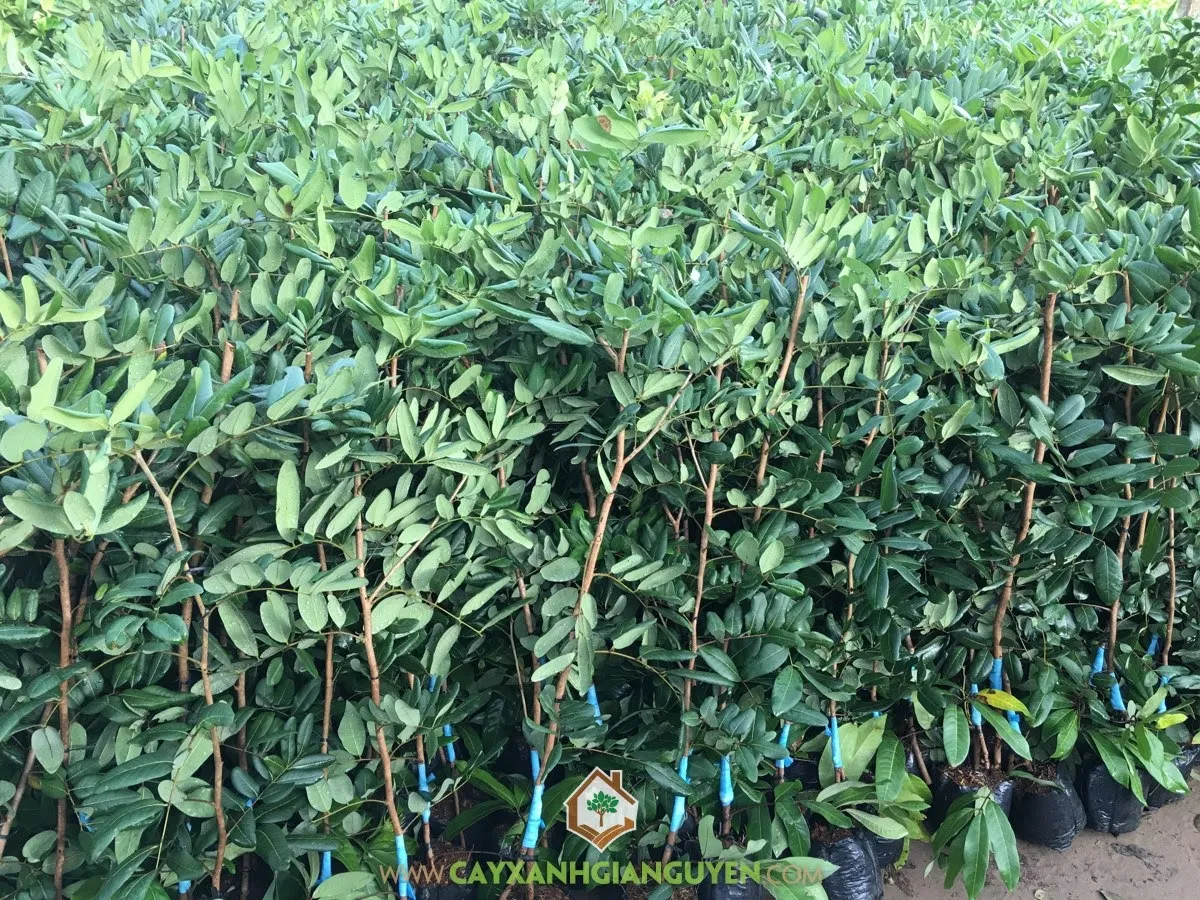 Kỹ thuật ghép cải tạo cành nhãn trên gốc ghép truyền thống giúp tăng tốc độ thu hoạch.