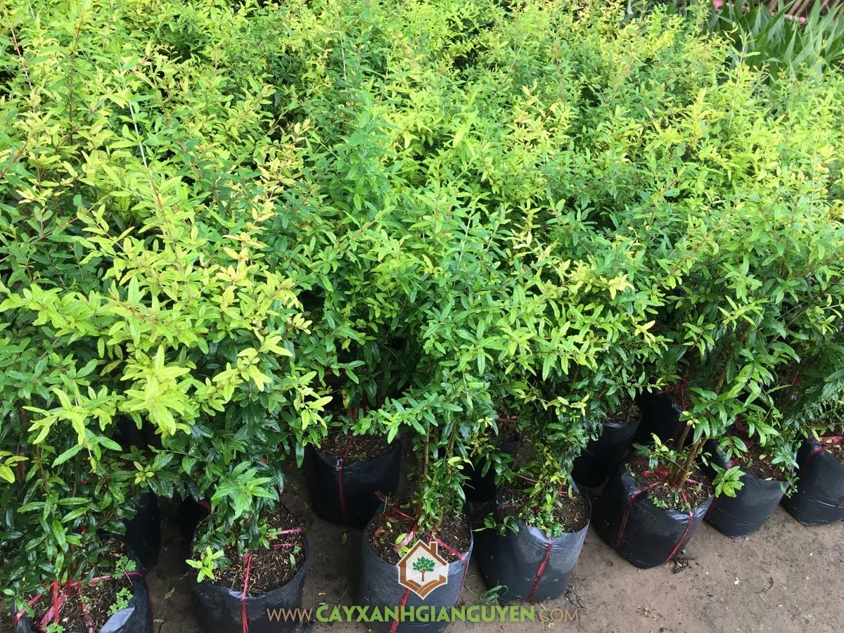 Kỹ thuật tỉa cành và bón phân chuyên biệt giúp cây lựu ra nhiều quả