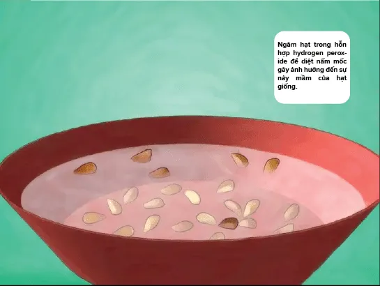 Ngâm hạt giống hoa hồng trong dung dịch diệt nấm mốc