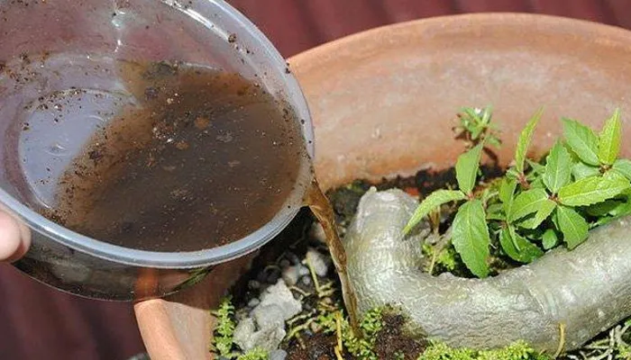 Phân dơi được ngâm trong thùng để lấy nước tưới cho cây