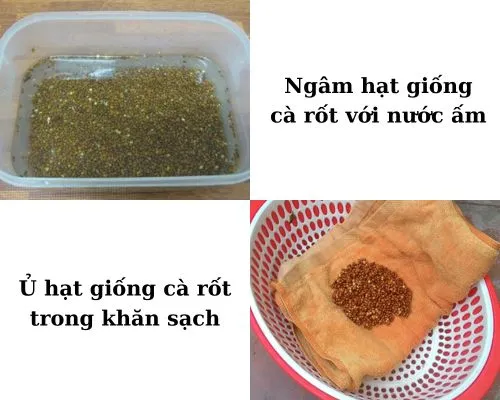 Ngâm và ủ hạt giống cà rốt với nước ấm kích thích nảy mầm