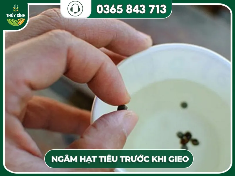 Kỹ thuật ngâm và ủ hạt giống tiêu trong quy trình hướng dẫn cách trồng tiêu