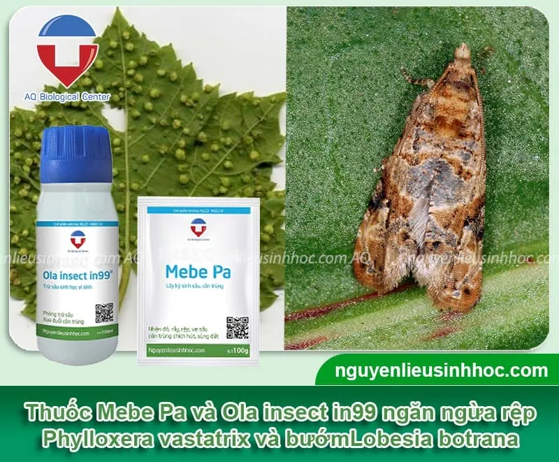 Điều trị côn trùng tấn công cây nho bằng thuốc sinh học để tiêu diệt triệt để