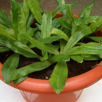 Thu hoạch ngò gai bằng cách cắt sát gốc để cây có thể tái sinh