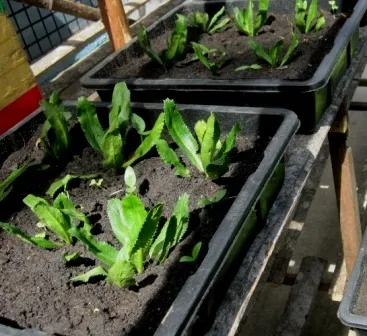 Cây ngò gai con có khoảng 4 lá, sẵn sàng để cấy