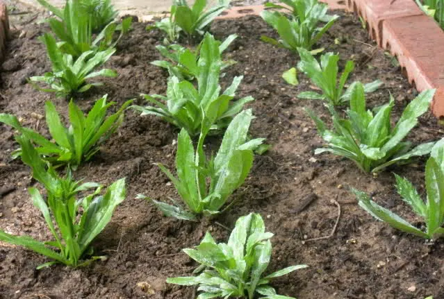 Phân bón NPK và bánh dầu được sử dụng để bón thúc cho ngò gai