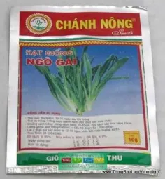 Ngò gai có lá dài và răng cưa