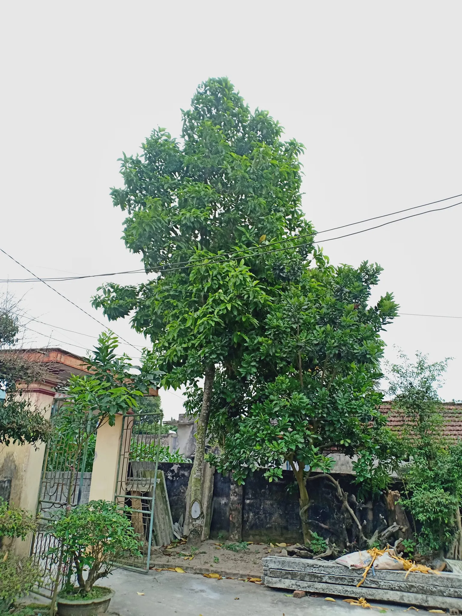 Cây Hoa Ngọc Lan cổ thụ, có giá trị kinh tế và thẩm mỹ cao