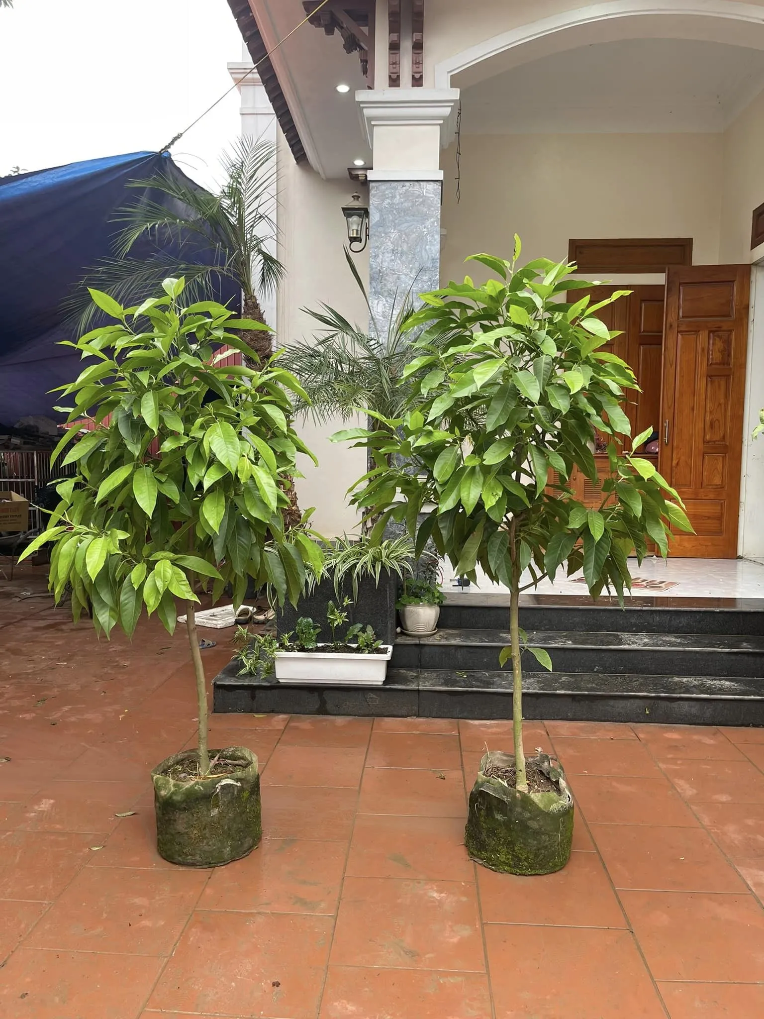 Cây Hoa Ngọc Lan ưa sáng, thích hợp trồng tại Việt Nam