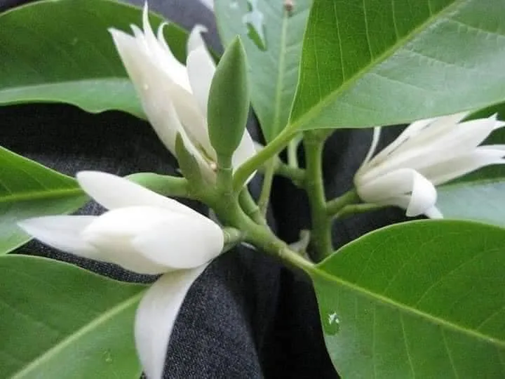 Hoa Ngọc Lan trắng nở rộ, loại phổ biến trong kỹ thuật trồng