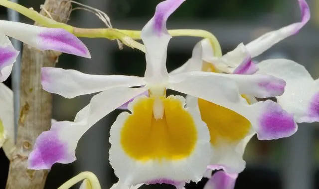 Cận cảnh bông ngọc thạch 3 màu