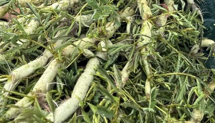 Rau nhút tươi ngon được bày biện, nhấn mạnh giá trị dinh dưỡng và lợi ích sức khỏe