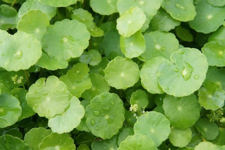 Cây Cỏ Đồng Tiền thuộc họ thân thảo mềm có nguồn gốc từ Nam Mỹ