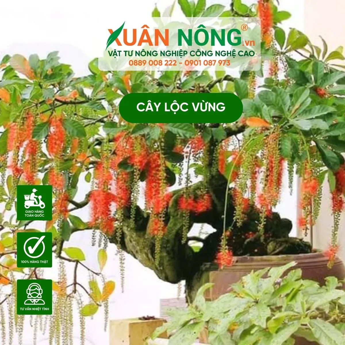 Nguồn gốc cây lộc vừng và ý nghĩa phong thủy trong văn hóa Việt Nam
