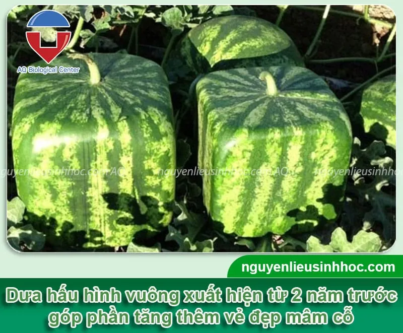 Dưa hấu hình vuông được bày trí cùng các loại hoa quả khác