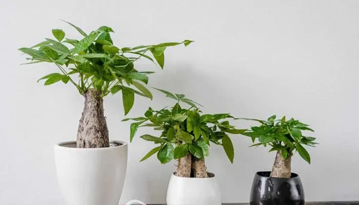 Cây Kim Ngân Pachira Aquatica có thân xoắn đặc trưng, lá xanh tốt quanh năm