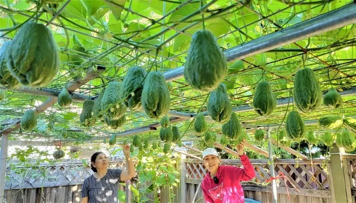 Chuẩn bị đất giàu dinh dưỡng và chọn quả giống su su