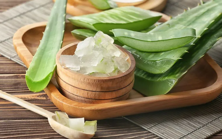 Thu hoạch lá lô hội bằng dao sắc tại cuống