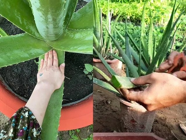 Nha đam Việt Nam và Nha Đam Mỹ