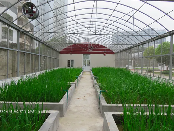 Hệ thống thông gió và tưới tự động trong thiết kế nhà màng trồng rau