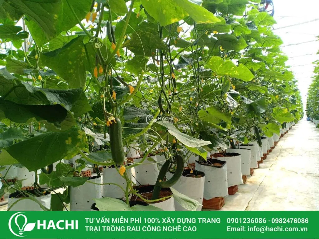 Ứng dụng mô hình nhà màng là giải pháp tối ưu để trồng dưa leo mùa mưa