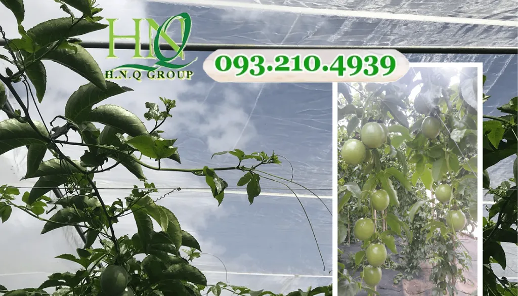 Tấm lưới mùng chống côn trùng mật độ cao bảo vệ vườn rau khỏi sâu bệnh