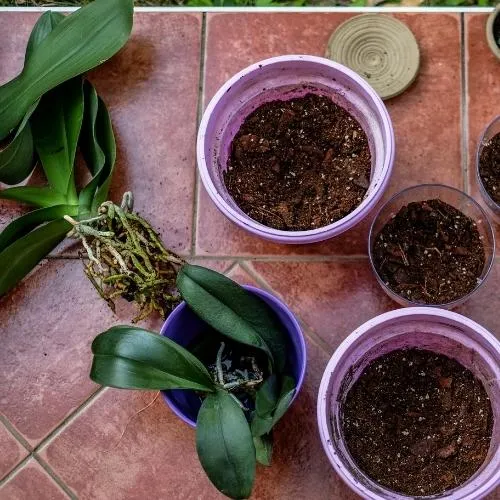 Nhân Giống Lan Từ Thân Già