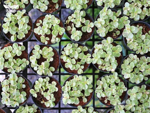 Hình ảnh nhân giống sen đá con bằng phương pháp giâm cành là cách trồng sen đá đô la trắng hiệu quả