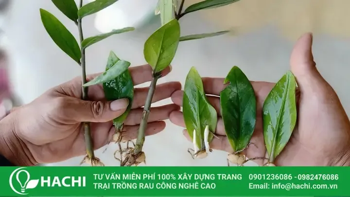 Cách trồng cây kim tiền bằng nước: Chọn cành và xử lý vết cắt