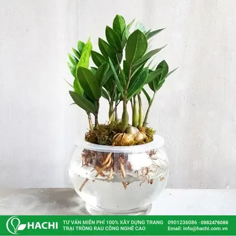 Quan sát sự phát triển của rễ non trong bình thủy sinh