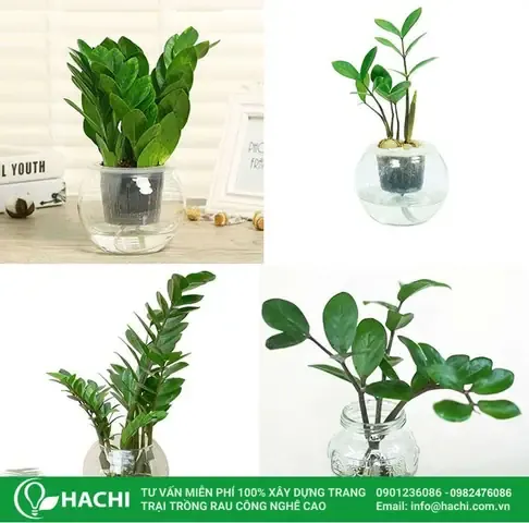 Cây kim tiền trồng bằng nước: Hướng dẫn chọn bình thủy tinh trong suốt