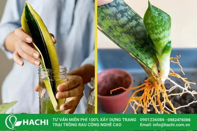 nhân giống cây lưỡi hổ thủy canh