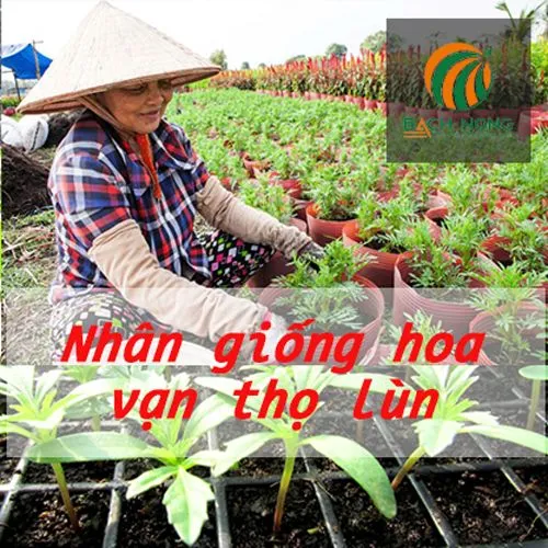 Nhân giống hoa cúc vạn thọ lùn bằng phương pháp giâm cành