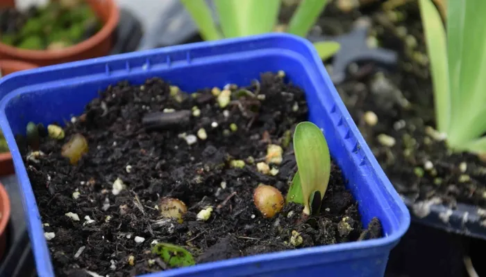 Quy trình nhân giống Lan Quân Tử bằng cách gieo hạt