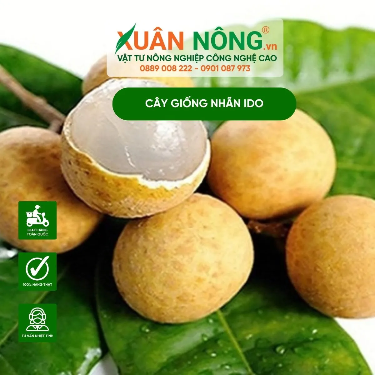 Cây nhãn IDO trưởng thành, biểu tượng của sự thành công trong cách trồng nhãn IDO