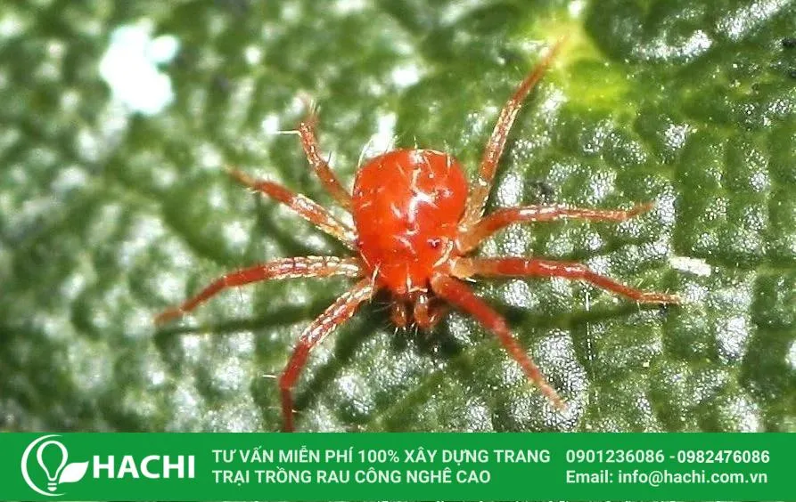 Hình ảnh nhện đỏ, một loài sâu bệnh hại phổ biến trên lá dưa leo