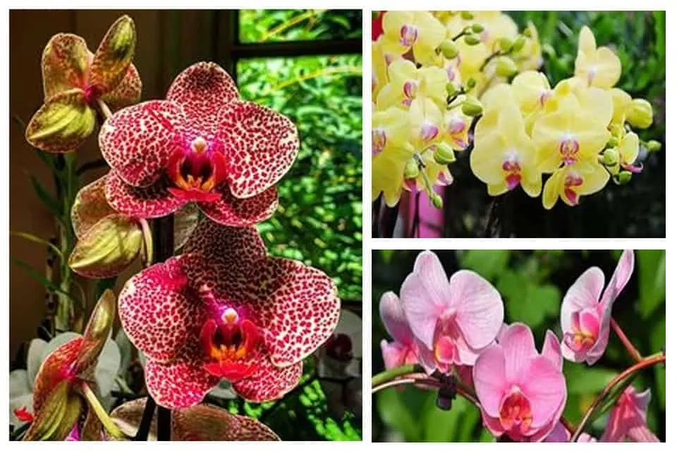 Nhu cầu ánh sáng của lan hồ điệp