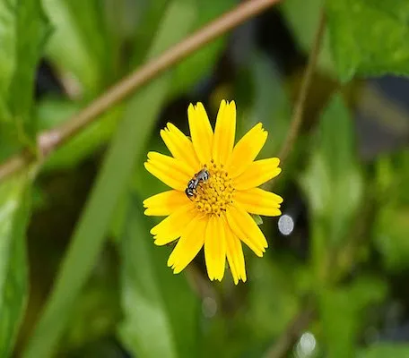 Cây Sài Đất là cây thân thảo bò sát mặt đất, có hoa màu vàng tươi