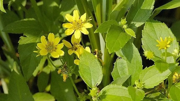 Phân biệt Sài Đất và Cây Lô Địa Cúc để tránh nhầm lẫn khi trồng và sử dụng