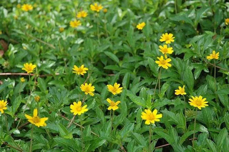 Hình ảnh cận cảnh những cánh hoa vàng rực rỡ của cây Sài Đất