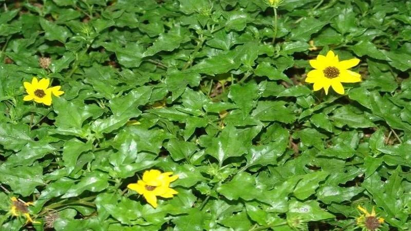 Toàn cảnh cây Sài Đất đang nở hoa vàng rộ trong vườn