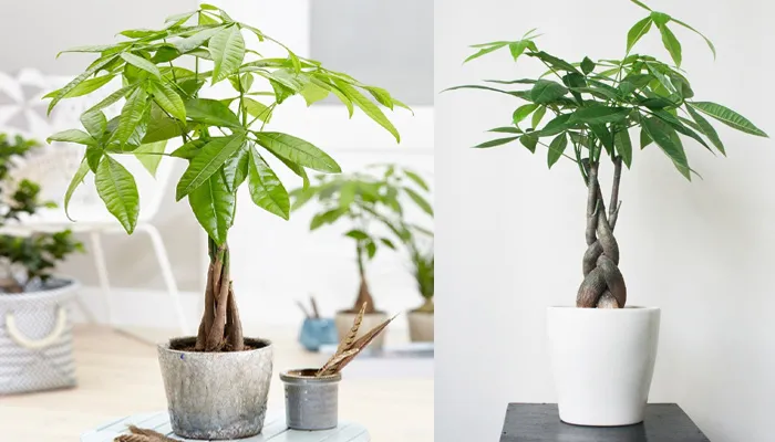 Cần tránh phơi cây Kim Ngân trực tiếp dưới ánh nắng gay gắt để ngăn chặn cháy lá