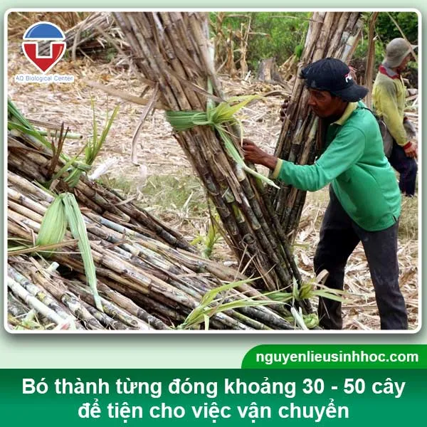 Khi thu hoạch mía ép lấy nước không nên giẫm chân lên những cây mía vừa chặt, cột lại thành từng bó