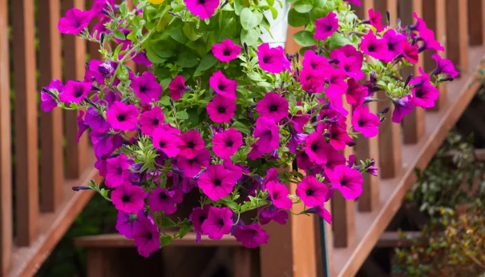 Những lưu ý quan trọng khi trồng và chăm sóc