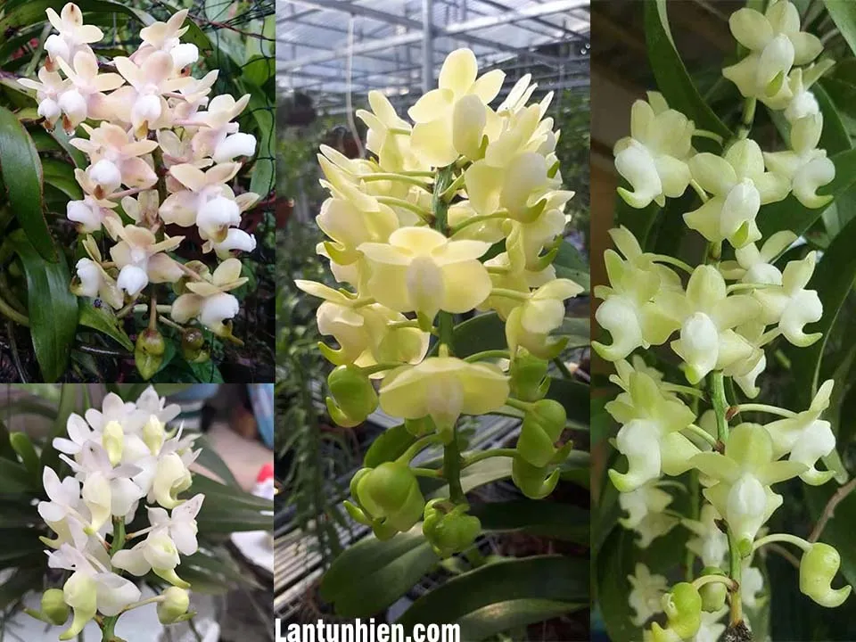 nhung mat hoa que thang 8