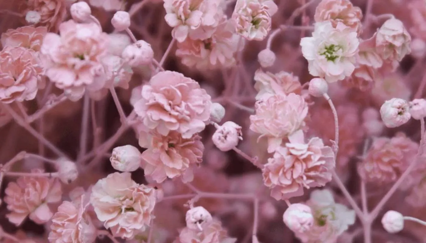 Hình ảnh hoa baby Gypsophila với vẻ đẹp tinh khôi